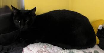 Itty Bitty -  Domestic Short Hair Cat for Adoption in Richland Hills, Texas - Itty Bitty | PetCurious