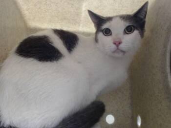 A553039 -  Domestic Short Hair Cat for Adoption in Moreno Valley, California - A553039 | PetCurious
