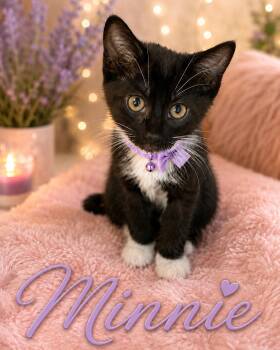 Minnie -  Domestic Short Hair Cat for Adoption in Powdersville, South Carolina - Minnie | PetCurious