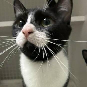 Megan -  Domestic Short Hair Cat for Adoption in San Antonio, Texas - Megan | PetCurious