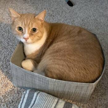 Bruce Lee 10 years AVAILABLE 6/24 -  Domestic Short Hair Cat for Adoption in Sterling, Massachusetts - Bruce Lee 10 Years AVAILABLE 6/24 | PetCurious