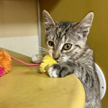 Doheny 54187 -  Domestic Short Hair Cat for Adoption in Las Vegas, Nevada - Doheny 54187 | PetCurious