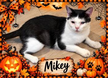 Mikey-1 yr old Great Companion -  Tuxedo and British Shorthair Cat for Adoption in Taylor Mill, Kentucky - Mikey-1 Yr Old Great Companion | PetCurious