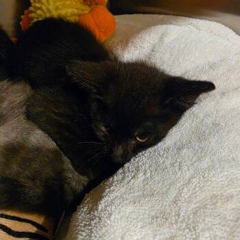 Dixie -  Domestic Medium Hair Cat for Adoption in Tipton, Indiana - Dixie | PetCurious