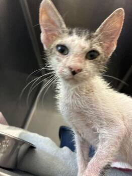FLOKI -  Domestic Short Hair Cat for Adoption in Fernandina Beach, Florida - FLOKI | PetCurious