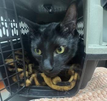 Freddie Purrcury -  Domestic Short Hair Cat for Adoption in Sacramento, California - Freddie Purrcury | PetCurious