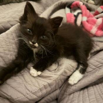 Domestic Medium Hair Cats Available for Adoption in Winston-salem, North Carolina - Liam | PetCurious