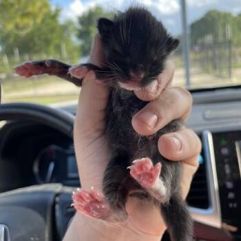 Domestic Short Hair Cats Available for Adoption in Port Charlotte, Florida - 0423-C26 | PetCurious