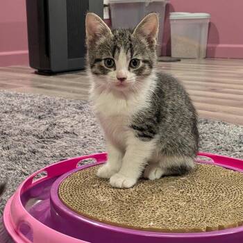 Loveland C11872 -  Domestic Short Hair Cat for Adoption - Loveland C11872 | PetCurious