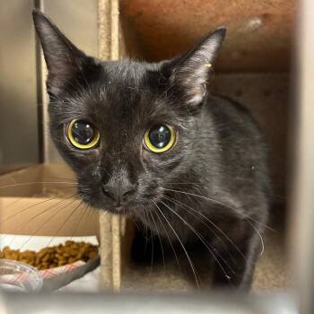 Flik -  Domestic Short Hair Cat for Adoption in Philadelphia, Pennsylvania - Flik | PetCurious