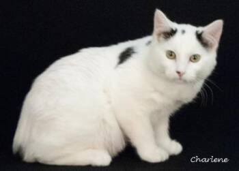 Rescue Domestic Short Hair Cats for Adoption in Newland, North Carolina - Felix | PetCurious