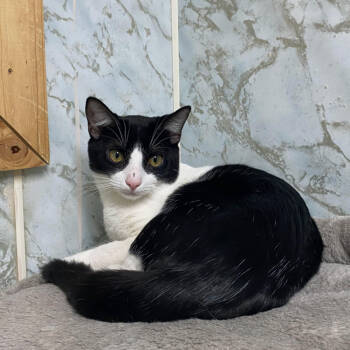 Rescue Domestic Short Hair Cats for Adoption in Yucca Valley, California - Rocky | PetCurious