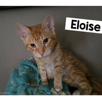 Eloise -  Domestic Short Hair Cat Available for Adoption in Boston, Massachusetts - Eloise | PetCurious