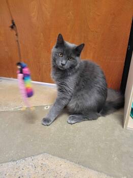 Cody -  Domestic Short Hair Cat for Adoption in Herndon, Virginia - Cody | PetCurious