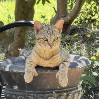Thumbs -  Extra Toes Cat Hemingway Polydactyl and Domestic Short Hair Cat for Adoption in Fairhope, Alabama - Thumbs | PetCurious