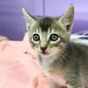 Michael Jackson -  Domestic Short Hair Cat for Adoption in Redwood Valley, California - Michael Jackson | PetCurious