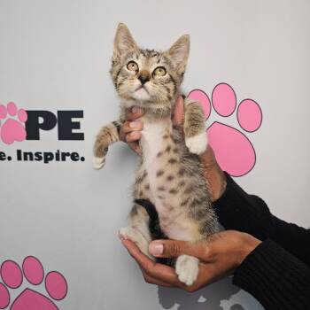 Rescue American Shorthair Cats for Adoption in Milton, Florida - Ping | PetCurious