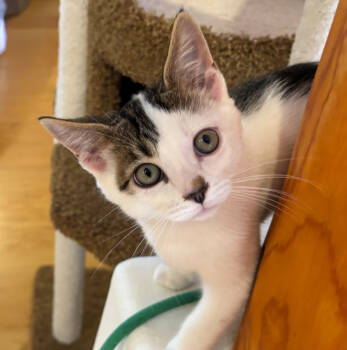 Rescue Domestic Short Hair Cats for Adoption in Santa Fe, New Mexico - Stack | PetCurious
