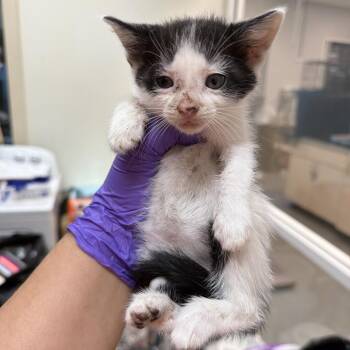 Convor -  Domestic Short Hair Cat for Adoption in Westminster, California - Convor | PetCurious