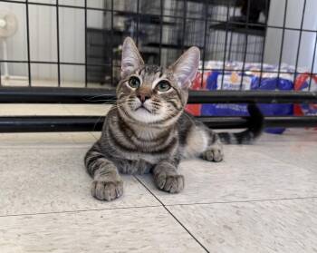Calvin -  Domestic Short Hair Cat for Adoption in Lemoore, California - Calvin | PetCurious