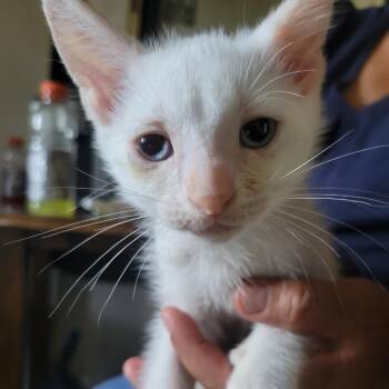 Nacho -  Siamese Cat for Adoption in Los Angeles, California - Nacho | PetCurious