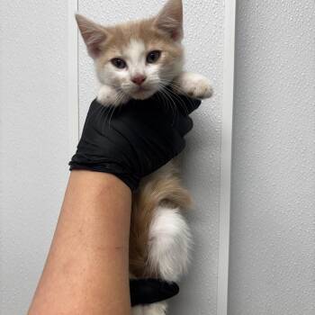 Pumpkin -  Domestic Short Hair Cat for Adoption in Abilene, Texas - Pumpkin | PetCurious