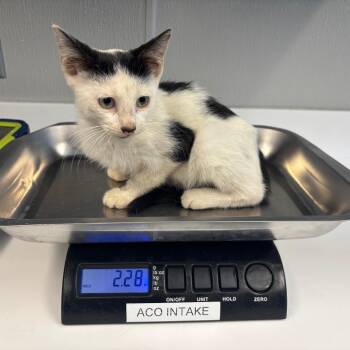 Jelly Bean -  Domestic Short Hair Cat for Adoption in Saint Joseph, Missouri - Jelly Bean | PetCurious