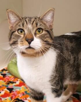 Rescue Domestic Short Hair Cats for Adoption in Fishers, Indiana - Miguel | PetCurious