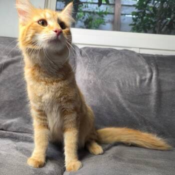 Domestic Medium Hair Cats Available for Adoption in Brea, California - Carbonara | PetCurious