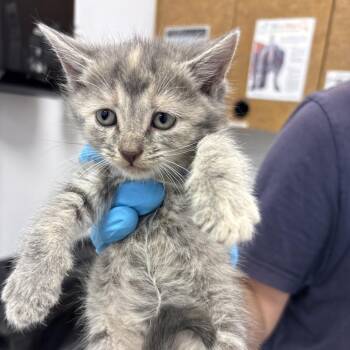 granger -  Domestic Short Hair Cat for Adoption in West Palm Beach, Florida - Granger | PetCurious