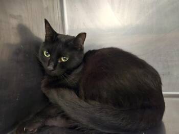 TINA -  Domestic Short Hair Cat for Adoption in Antioch, California - TINA | PetCurious
