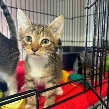 Kim -  Domestic Short Hair Cat for Adoption in Stephenville, Texas - Kim | PetCurious