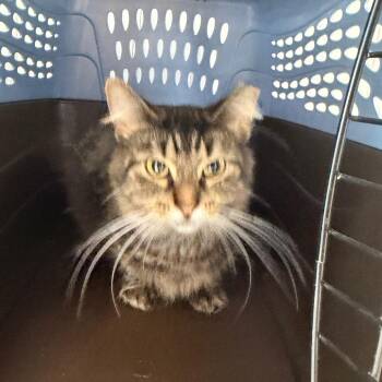 Maizy -  Domestic Short Hair Cat for Adoption in Indianapolis, Indiana - Maizy | PetCurious