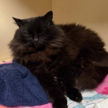 Domestic Long Hair Cats Available for Adoption - Cayenne | PetCurious