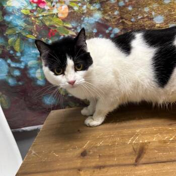 Isabella -  Domestic Short Hair Cat for Adoption in Normal, Illinois - Isabella | PetCurious