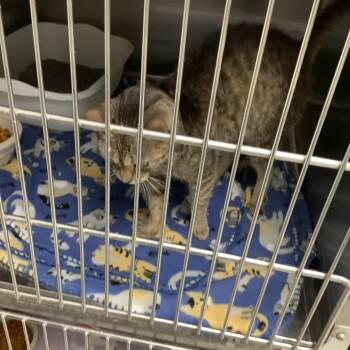 Rescue Domestic Short Hair Cats for Adoption in Hannibal, Missouri - Sapphire | PetCurious