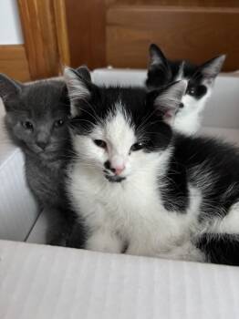 Rescue Domestic Short Hair Cats for Adoption in Sainte-angèle-de-monnoir, Quebec - Suricate FA/FF ID 10553 | PetCurious