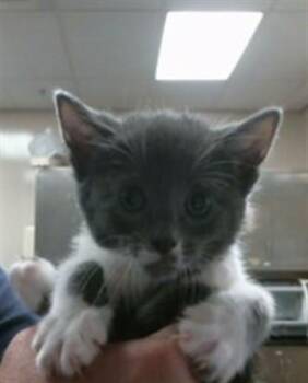 Domestic Short Hair Cats Available for Adoption in Sacramento, California - A912642 | PetCurious