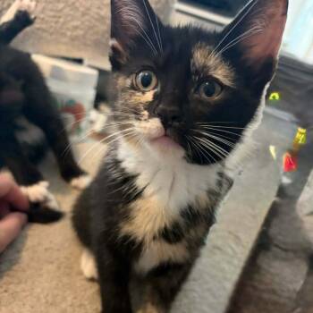 Moana -  Domestic Short Hair Cat for Adoption in Grove City, Ohio - Moana | PetCurious