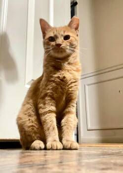 Sola -  Domestic Short Hair Cat for Adoption in Rossville, Georgia - Sola | PetCurious