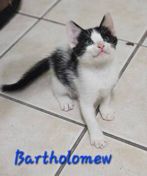 Bartholomew -  Domestic Short Hair Cat for Adoption in Plano, Texas - Bartholomew | PetCurious