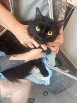 Samara -  Domestic Medium Hair and Domestic Short Hair Cat Available for Adoption in Sevierville, Tennessee - Samara | PetCurious
