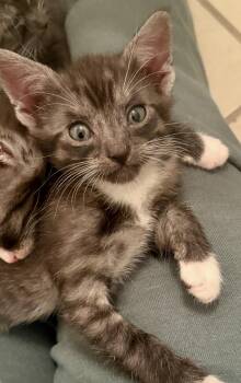 Zorrimoto -  American Shorthair Cat for Adoption in Homestead, Florida - Zorrimoto | PetCurious