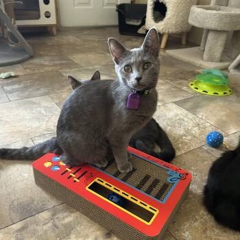 Lou Who -  Domestic Short Hair Cat for Adoption in Peru, Illinois - Lou Who | PetCurious