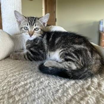 Ember -  Domestic Short Hair Cat for Adoption in Prescott, Arizona - Ember | PetCurious