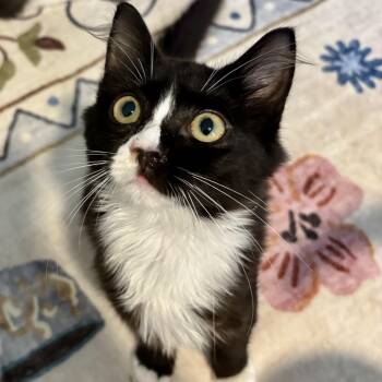 Kipper -  Domestic Medium Hair Cat for Adoption in Richmond, Virginia - Kipper | PetCurious
