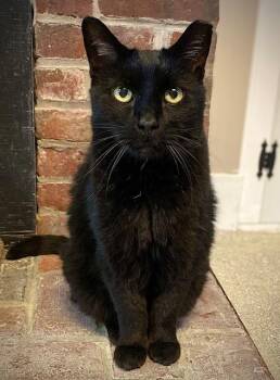 Domestic Short Hair Cats Available for Adoption in Duxbury, Massachusetts - Astin | PetCurious