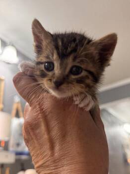 Domestic Short Hair Cats Available for Adoption in Mustang, Oklahoma - Ahsoka | PetCurious