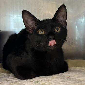 Motley -  Domestic Short Hair Cat for Adoption in Lake Panasoffkee, Florida - Motley | PetCurious