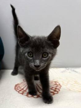 Paul -  Domestic Short Hair Cat for Adoption in West Chester, Pennsylvania - Paul | PetCurious